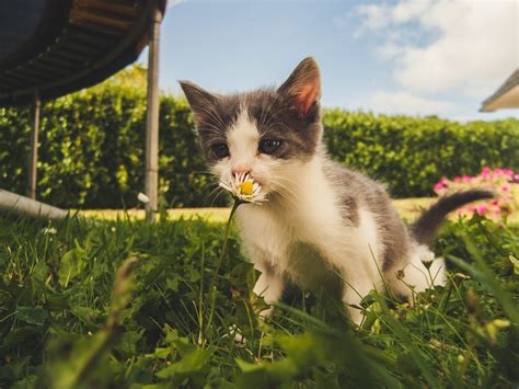 Bei vielen pflanzen ist dem menschen gar nicht bewusst, wie giftig sie für ihre kleinen lieblinge sein können. Giftige Pflanzen für Katzen - Darauf sollte man achten ...