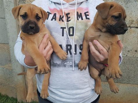 Our core business is flowers. Boerboel Puppies for Sale in Pretoria by Zak Van Der ...