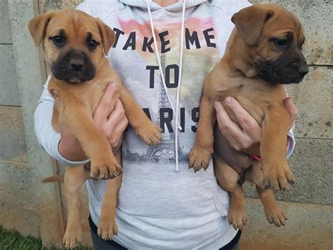 Our core business is flowers. Boerboel Puppies for Sale in Pretoria by Zak Van Der ...