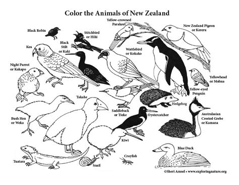 Animal coloring pages & worksheets. New Zealand Animals Coloring Page