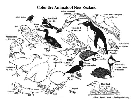 If you want to teach the kids something about animal habitats this is a great exercise. New Zealand Animals Coloring Page