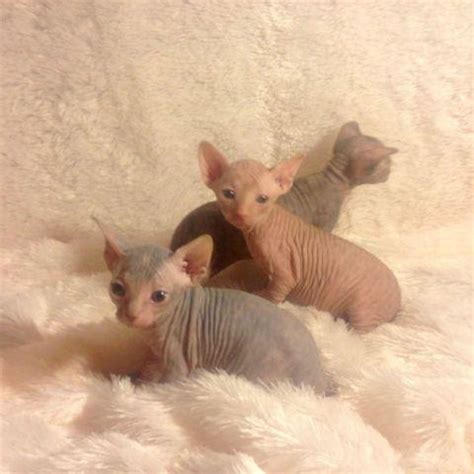 Gr ch don vitto grandson. Sphynx Kittens For Sale California - petfinder