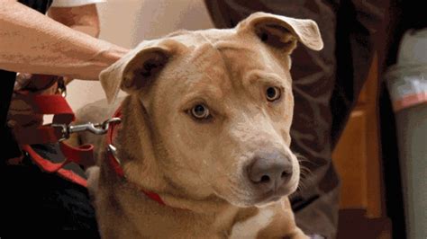 Puppyfinder.com is your source for finding an ideal puppy for sale in usa. B.C. couple finds missing puppy for sale on Craigslist ...