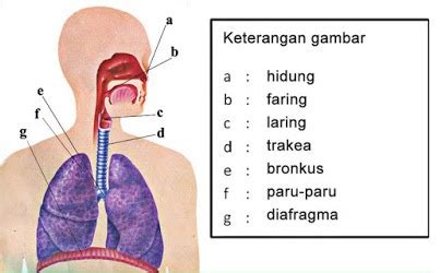 Check spelling or type a new query. Daftar Kunci Jawaban Buku Tema 2 Kelas 5 SD Subtema 1 ...