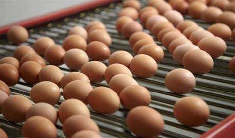 8 what can i use in place of eggs? Egg Producers Federation New Zealand