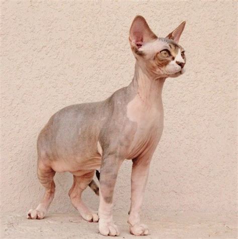 This cat was nicknamed a kangaroo for its favorite habit to sit on hind legs with front paws folded. Sphynx Cats Kittens, NADA Sphynx, Devon Rex, Lykoi ...