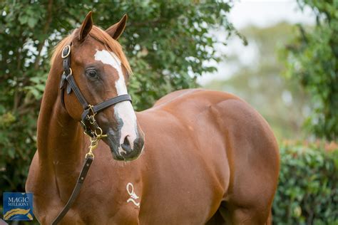 Raja azura family, childhood, life achievements, facts, wiki and bio of 2017. 2021 Gold Coast March Yearling Sale | Lot 221 | Husson ...
