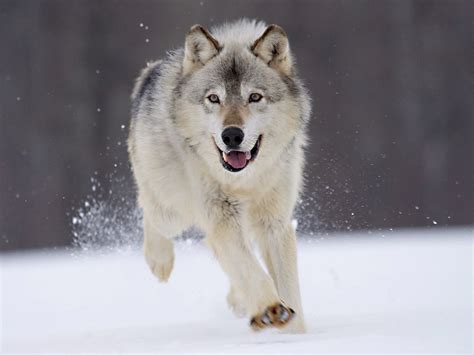 The international wolf center is open seven days a week. Wolf Wallpaper HD free download | PixelsTalk.Net