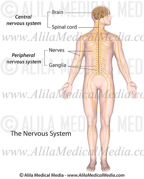 The nervous system enables humans to react to their surroundings and to coordinate their behaviour. Nervous System Diagram Unlabeled - Peripheral Nervous ...