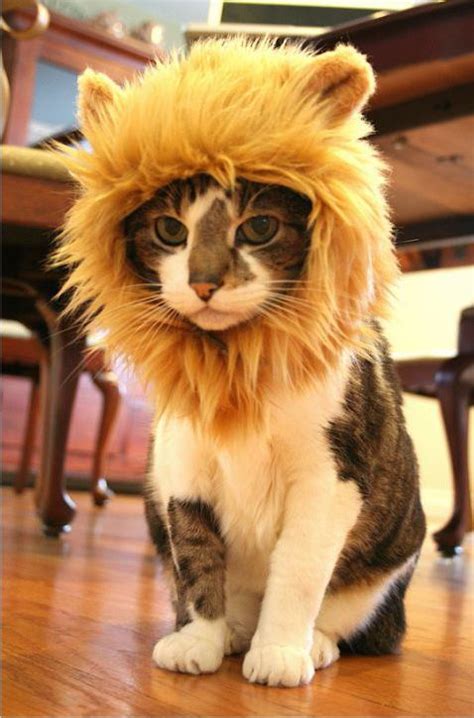Maybe you would like to learn more about one of these? Topi singa ini bikin kucing makin menggemaskan | merdeka.com