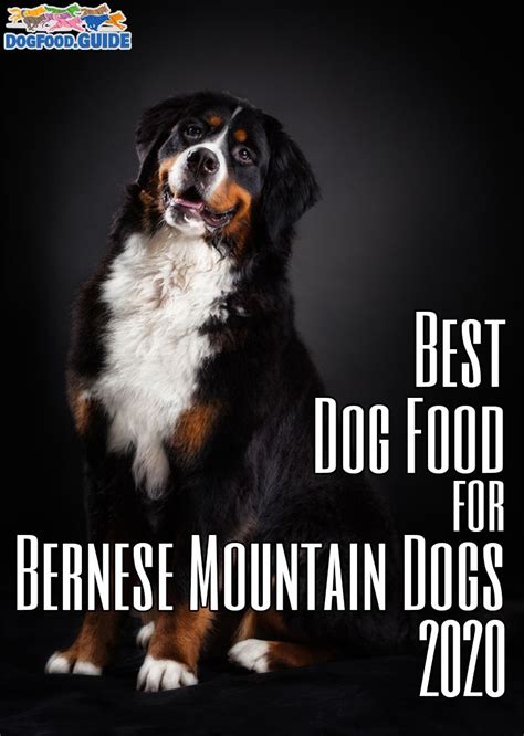 Your bernese mountain dog needs daily exercise. Best & Healthiest Dog Foods For Bernese Mountain Dogs in ...