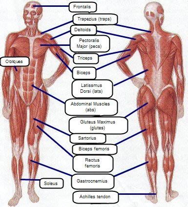 In the muscular system, muscle tissue is categorized into three distinct types: A Great Bicep, Back, And Core Workout in under 45 Minutes ...
