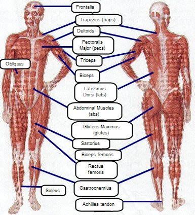 Rewrite the most important bullet points of each card from your anatomy notes and the name of the image on the back side. A Great Bicep, Back, And Core Workout in under 45 Minutes ...