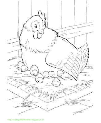 Mewarnai ayam gif gambar animasi animasi bergerak. 15 Gambar Mewarnai Ayam Untuk Anak PAUD dan TK