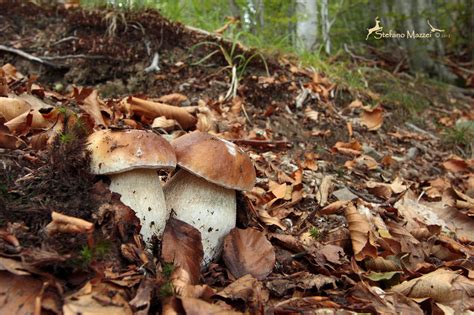 Stefano Mazzei wildlife photographer: Tempo di funghi ... Porcini