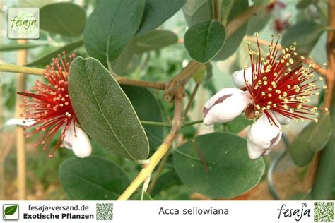 Der immergrüne strauch mit den hübschen blüten neben den vielen anderen namen heißt die grüne guave wissenschaftlich acca sellowiana. Brasilianische Guave, Acca sellowiana, Pflanze - fesaja ...