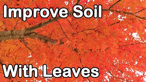 They are a rich source of mold is often seen on dead matter like compost and it signifies full decomposition. Improve Soil Fertility with Leaves: Leaf Mold, Leaf Mulch ...