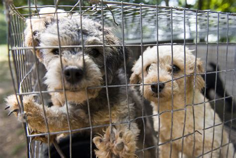 Tennessee has no puppy mill law. The last thing it needs is a new ...