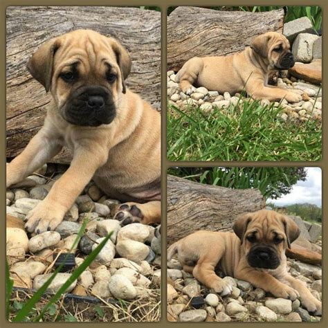 Find the perfect puppy for sale in cincinnati, ohio at next day pets. View Ad: Cane Corso Litter of Puppies for Sale near Ohio ...