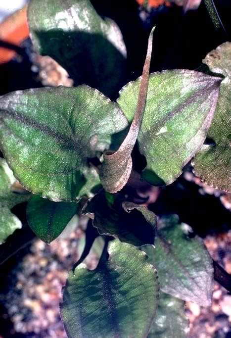 They can be grown in all lighting levels. Cryptocoryne wendtii