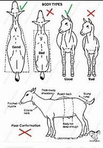 Dairy Goat Conformation Ideal Goat Opus 7 Farm Llc