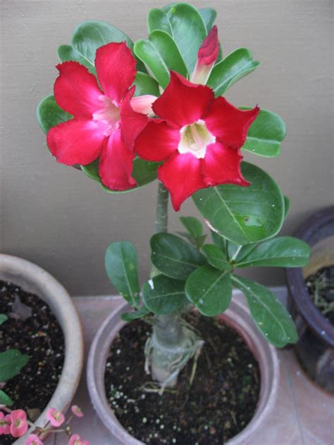 Kalau di indonesia sendiri sih lebih populer di panggil merah hati atau marun. SweetieSaQi: Merah Hati Kemboja Cina / Maroon Adenium Obesum