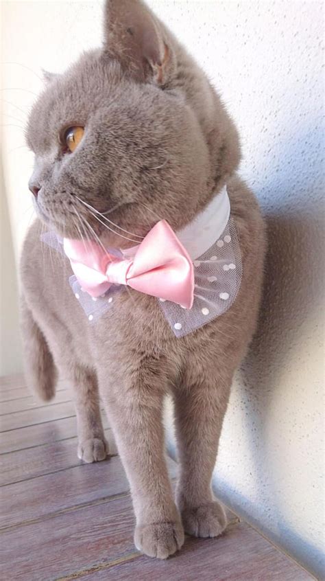 Bow tie adjustable pet necktie collar style: Cat Bow Tie, Dog Bow Tie, Girl Dog Collar, Satin Bow Tie ...