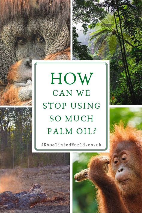 Malaysia's will mostly use the. How Can We Stop Using So Much Palm Oil? ⋆ A Rose Tinted ...