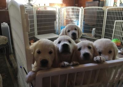 Golden retriever puppies new hampshire. Our Puppies - The Ark - White English Cream Golden Retrievers