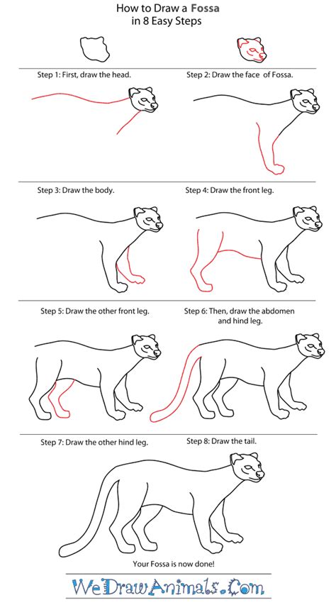 Easy cheetah drawing at getdrawings. How to Draw a Fossa