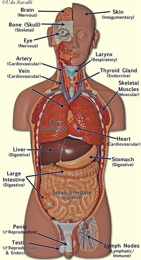 The torso or trunk is an anatomical term for the central part, or core, of many animal bodies (including humans) from which extend the neck and limbs. BIO201-Organ Systems | Human body organs, Human body ...