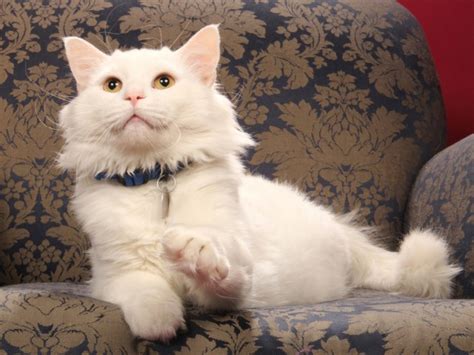 Darker coasts have a more natural sheen. Pet of the week: Gavin, a domestic medium-hair cat ...