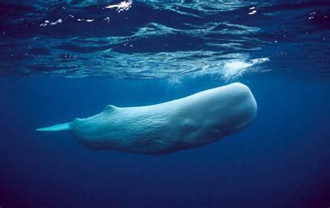 Ikan paus sperma adalah pengguna terkemuka dengan suara ultrasonik dan komunikasi, yaitu dengan tiberias 230 desibel (re µpa 1 jam 1 m) di bawah air. Wow!.Suara terdengar 500mil,inilah Hewan Dengan Suara Ternyaring Didunia