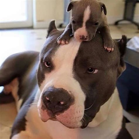 See i have a preganant pitbull and she is about 75 pounds and i just wanna know i had a litter of pits years back and she had 11 and that was only from one meeting with the father. Hey, mom! Mom, mom, mom, mooooooom!!! | Cute animals ...