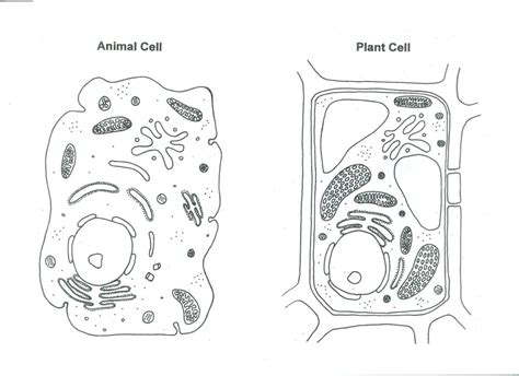 The plant cell as more rigid and stiff walls. Animal And Plant Cells. - ThingLink- Touch each organelle ...