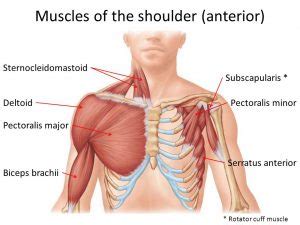 The muscular system consists of various types of muscle that each play a crucial role in the function of the body. The neglected role of the chest muscles in singing