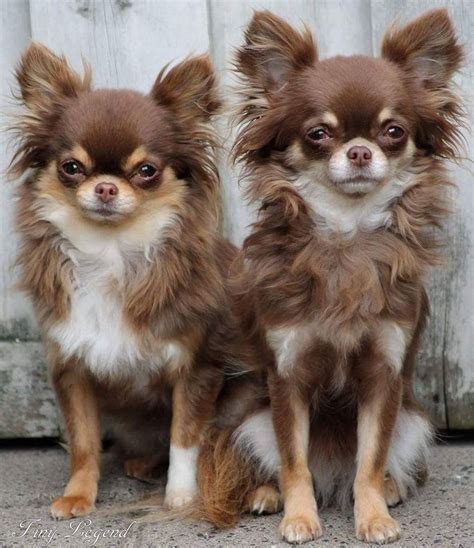 By checking in with the shelter often a person is most likely to find specifically chihuahua one may find chihuahua puppies from your local pet stores. Fantastic Totally Free dogs and puppies chihuahua Concepts ...