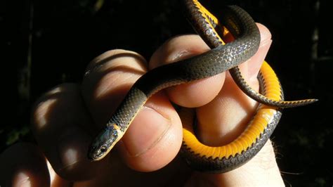 The following 77 files are in this category, out of 77 total. What Is a Black Snake With Yellow Band?