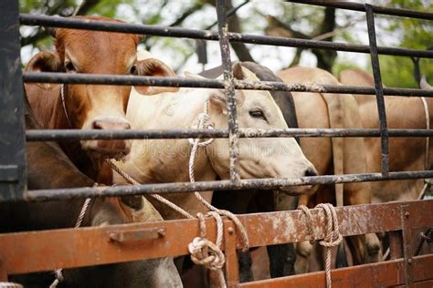 Hari raya is celebrated to mark the end of the month of fasting and abstinence, ramadan. Cow Slaughtering Stock Photos - Download 40 Royalty Free Photos