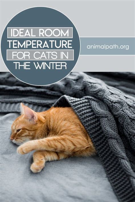 We provide live weather, forecasts and averages for malaysia towns and cities. Ideal Room Temperature For Cats In the Winter in 2020 ...