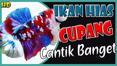 Beli ikan cupang malaysia online berkualitas dengan harga murah terbaru 2021 di tokopedia! Harga Ikan Hias Cupang di Pasar Ikan Hias Parung Bogor ...