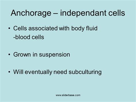 In anchorage dependence, the solid surface can be the inside of a petri dish or it can be _. Continuous cell line