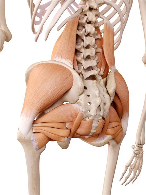 The human back extends from the buttocks to the posterior portion of the neck and shoulders. Muscles Of The Lower Back And Buttocks Diagram - Learn more about effectively working your ...