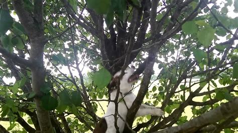 We did not find results for: Jack Russell climbs tree chasing cat - YouTube