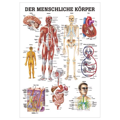 Aber wenn einer person beide nieren verweigert wurden, führt dies zu einem tödlichen ausgang. Der menschliche Körper Lehrtafel Anatomie 100x70 cm ...