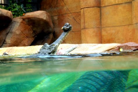 1 мин и 34 сек. Saw Jia Jia & Kai Kai at Singapore's River Safari ...