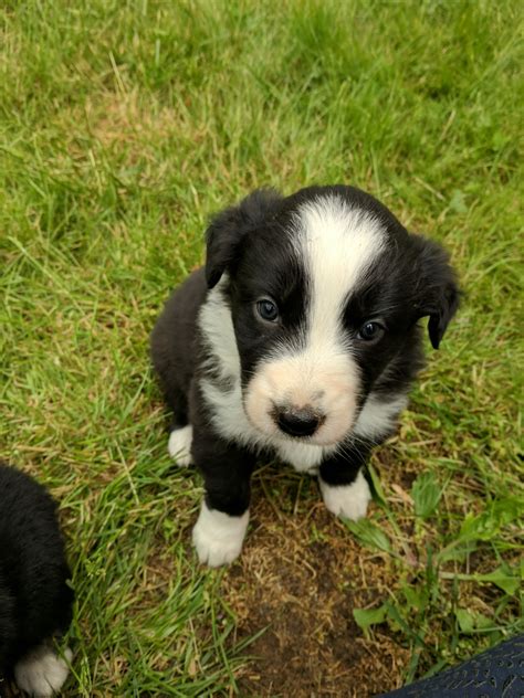 An aussie is highly intelligent and thrives not only on physical activity, but mental stimulation as well. Australian Shepherd Puppies For Sale | Efland, NC #276270