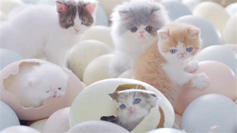 I've never had a problem like this with a pet before. This Just in...Kittens Hatch from Eggs | Life With Cats