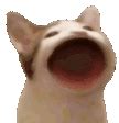 Such auto, much meow (by ckanthony). pop_pop_cat - Discord Emoji