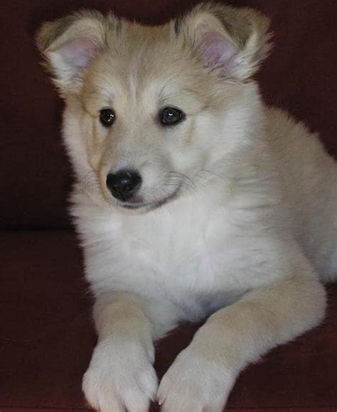 Old english sheepdog pups for sale. Meet The Icelandic Sheepdog Temperament (Hardy, Cheerful ...